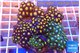 Zoanthus garden mixed color 8-12 cm WYSIWYG acclimaté