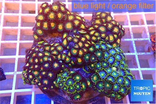 Zoanthus garden mixed color 8-12 cm WYSIWYG acclimaté