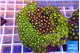 Zoanthus garden mixed color 8-12 cm WYSIWYG acclimaté