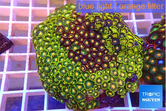 Zoanthus garden mixed color 8-12 cm WYSIWYG acclimaté