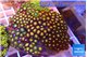 Zoanthus garden mixed color 8-12 cm WYSIWYG acclimaté