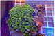 Zoanthus garden mixed color premium 8-12 cm WYSIWYG acclimaté