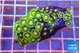 Zoanthus mixed color 4-5 cm WYSIWYG acclimaté