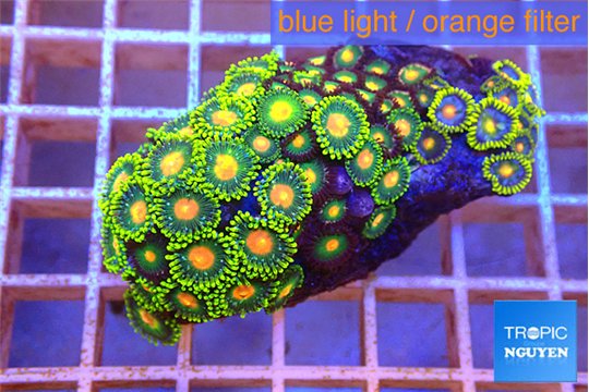 Zoanthus mixed color 4-5 cm WYSIWYG acclimaté
