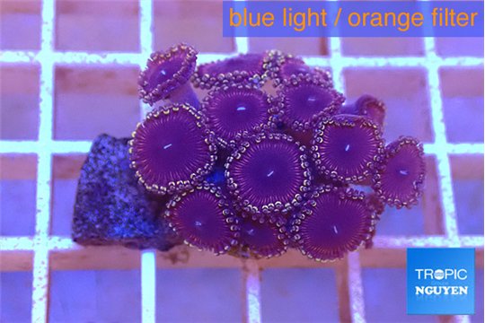 Zoanthus pink diamond 2-3 cm WYSIWYG acclimaté