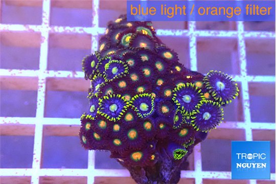 Zoanthus mixed color 3-4 cm WYSIWYG acclimaté