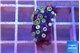 Zoanthus mixed color 2 cm WYSIWYG acclimaté