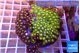 Zoanthus garden mixed color 8-12 cm WYSIWYG acclimaté