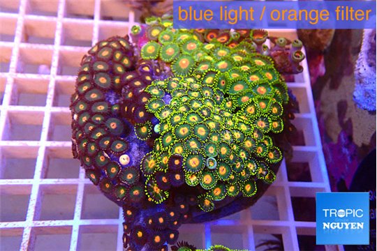 Zoanthus garden mixed color 8-12 cm WYSIWYG acclimaté