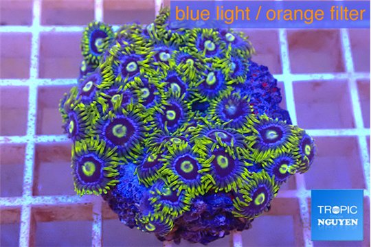 Zoanthus magic blue 3-5 cm WYSIWYG acclimaté