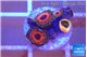 Zoanthus cherry 3-4 polyps WYSIWYG acclimaté