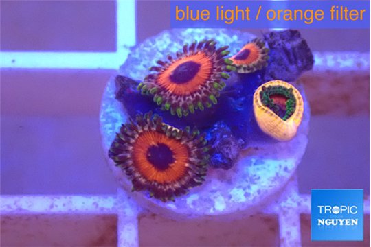 Zoanthus cherry 3-4 polyps WYSIWYG acclimaté