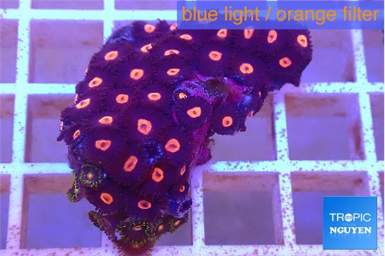 Zoanthus red 3-4 cm WYSIWYG acclimaté