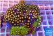 Zoanthus garden mixed color 8-12 cm WYSIWYG acclimaté