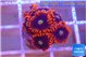 Zoanthus red bam bam 1-2 cm WYSIWYG acclimaté
