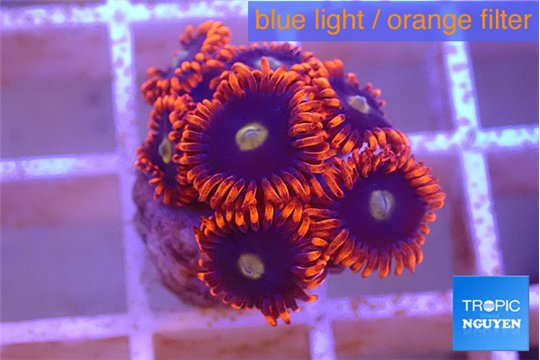Zoanthus red bam bam 1-2 cm WYSIWYG acclimaté