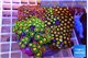 Zoanthus garden mixed color premium 8-12 cm WYSIWYG acclimaté
