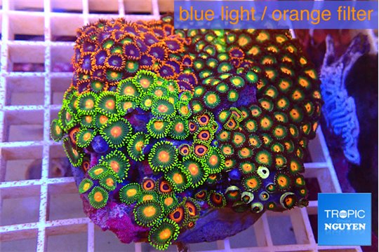 Zoanthus garden mixed color premium 8-12 cm WYSIWYG acclimaté