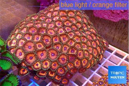 Zoanthus pintk zipper 8-14 cm WYSIWYG acclimaté