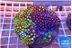 Zoanthus garden mixed color premium 8-12 cm WYSIWYG acclimaté