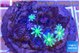 Clavularia papaya lemon 4 polyps WYSIWYG acclimaté
