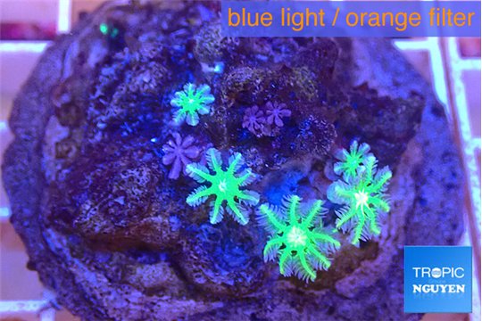 Clavularia papaya lemon 4 polyps WYSIWYG acclimaté