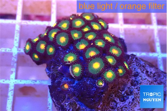 Zoanthus sunset 3-4 cm WYSIWYG acclimaté