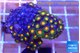 Zoanthus fusion 3-4 cm WYSIWYG acclimaté