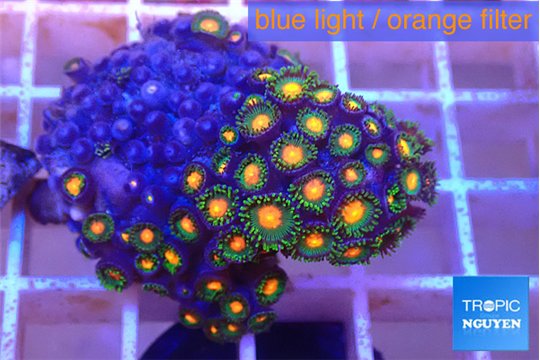 Zoanthus fusion 3-4 cm WYSIWYG acclimaté