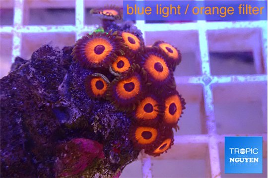 Zoanthus cherry 2 cm WYSIWYG acclimaté