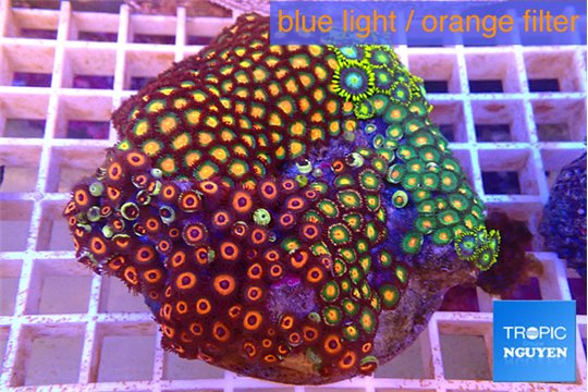 Zoanthus garden mixed color premium 8-12 cm WYSIWYG acclimaté