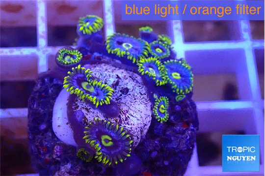 Zoanthus magic blue 2-3 cm WYSIWYG acclimaté