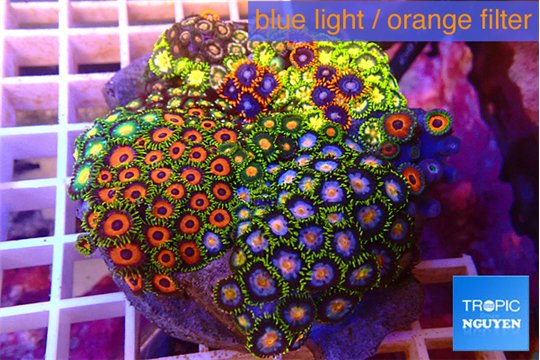 Zoanthus garden mixed color premium 8-12 cm WYSIWYG acclimaté