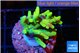 Acropora caroliniana banana 2-3 cm WYSIWYG acclimaté