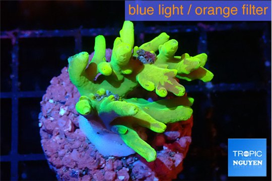 Acropora caroliniana banana 2-3 cm WYSIWYG acclimaté