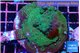 Acropora green 6-8 cm WYSIWYG acclimaté