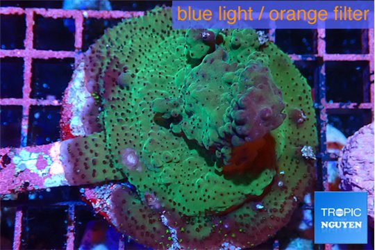 Acropora green 6-8 cm WYSIWYG acclimaté