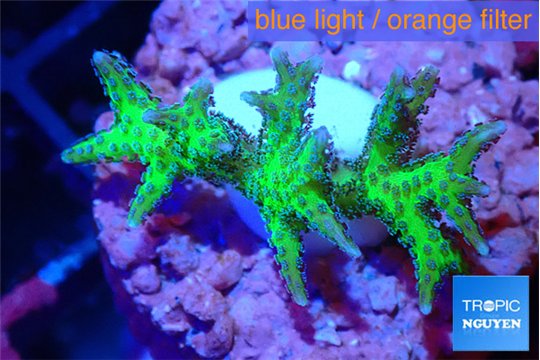 Seriatopra hystrix green gold 3-4 cm WYSIWYG acclimaté