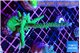 Acropora green & purple tip 7-9 cm WYSIWYG acclimaté