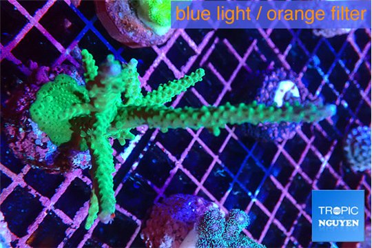 Acropora green & purple tip 7-9 cm WYSIWYG acclimaté