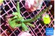 Acropora green & purple tip 7-9 cm WYSIWYG acclimaté