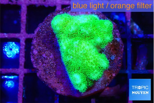 Pocillopora verrucosa toxic green 2-3 cm WYSIWYG acclimaté
