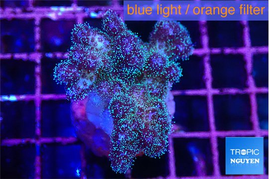 Pocillopora damicornis green & pink tip 2-4 cm WYSIWYG acclimaté