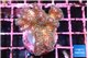 Pocillopora damicornis green & pink tip 2-4 cm WYSIWYG acclimaté