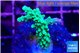 Acropora green purple tip 3-5 mc WYSIWYG acclimaté