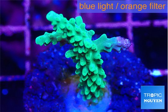 Acropora green purple tip 3-5 mc WYSIWYG acclimaté