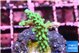 Acropora green purple tip 3-5 mc WYSIWYG acclimaté