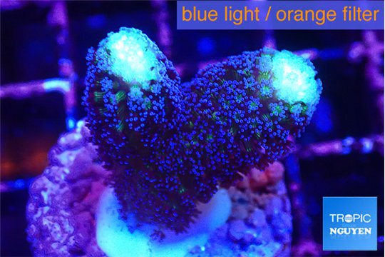 Stylophora milka 2-3 cm WYSIWYG acclimaté