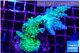 Acropora green purple tip 4-6 cm WYSIWYG acclimaté
