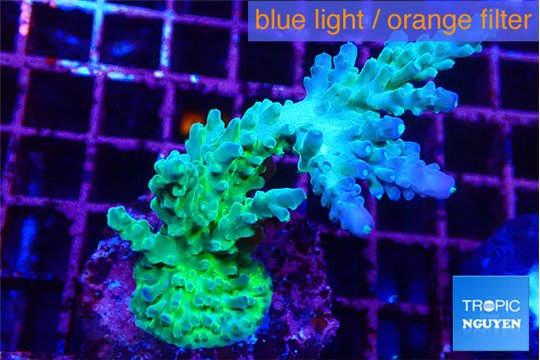 Acropora green purple tip 4-6 cm WYSIWYG acclimaté
